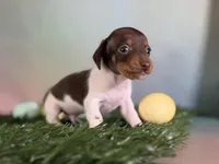 AKC SH DNA Clear OFA Vinnie, a male Miniature Dachshund for sale in Canton, OH – Photo 1 of 6