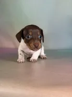 AKC SH DNA Clear OFA Vinnie, a male Miniature Dachshund for sale in Canton, OH – Photo 5 of 6