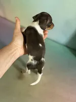 AKC SH DNA Clear OFA Vinnie, a male Miniature Dachshund for sale in Canton, OH – Photo 6 of 6