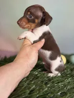 AKC SH DNA Clear OFA Vinnie, a male Miniature Dachshund for sale in Canton, OH – Photo 2 of 6