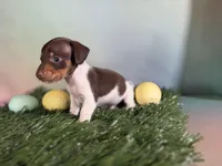 AKC SH DNA Clear OFA Vinnie, a male Miniature Dachshund for sale in Canton, OH – Photo 3 of 6