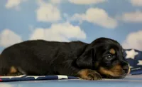 Akc panther LH DNA OFA, a male Miniature Dachshund for sale in Canton, OH – 3 of 8