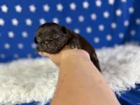 Akc Joco chocolate DNA OFA , a male Pekingese for sale in Canton, OH – 3 of 5