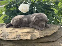 Phoenix OFA DNA , a female Newfoundland for sale in Canton, OH – 4 of 4