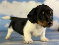 Akc Rolex LH PRA Chic parents , a male Miniature Dachshund for sale in East Sparta, OH – 5 of 5