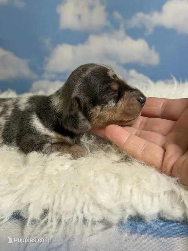 Akc Fantasia SH Blue and tan dappled Chic and DNA parents  – Miniature Dachshund puppy for sale in Canton, OH