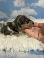 Akc Fantasia SH Blue and tan dappled Chic and DNA parents , a female Miniature Dachshund for sale in Canton, OH – 1 of 10