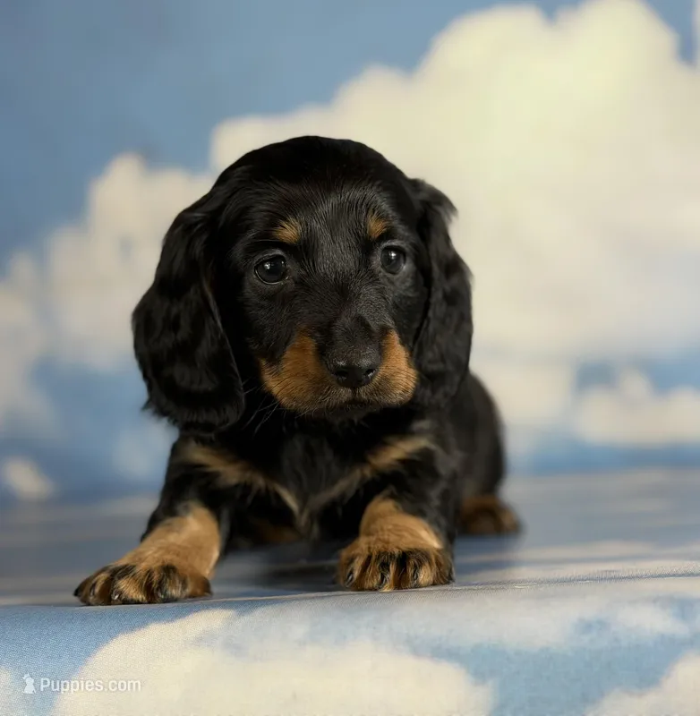 Paco LH CHIC parents  – Miniature Dachshund puppy for sale in Canton, OH