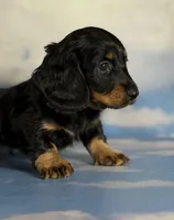 Paco LH CHIC parents , a male Miniature Dachshund for sale in Canton, OH – 8 of 9