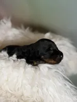 Paco LH CHIC parents , a male Miniature Dachshund for sale in Canton, OH – Photo 2 of 8