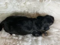 Paco LH CHIC parents , a male Miniature Dachshund for sale in Canton, OH – Photo 5 of 8