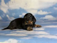 Paco LH CHIC parents , a male Miniature Dachshund for sale in Canton, OH – 6 of 9