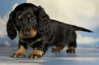 Paco LH CHIC parents , a male Miniature Dachshund for sale in Canton, OH – 7 of 9