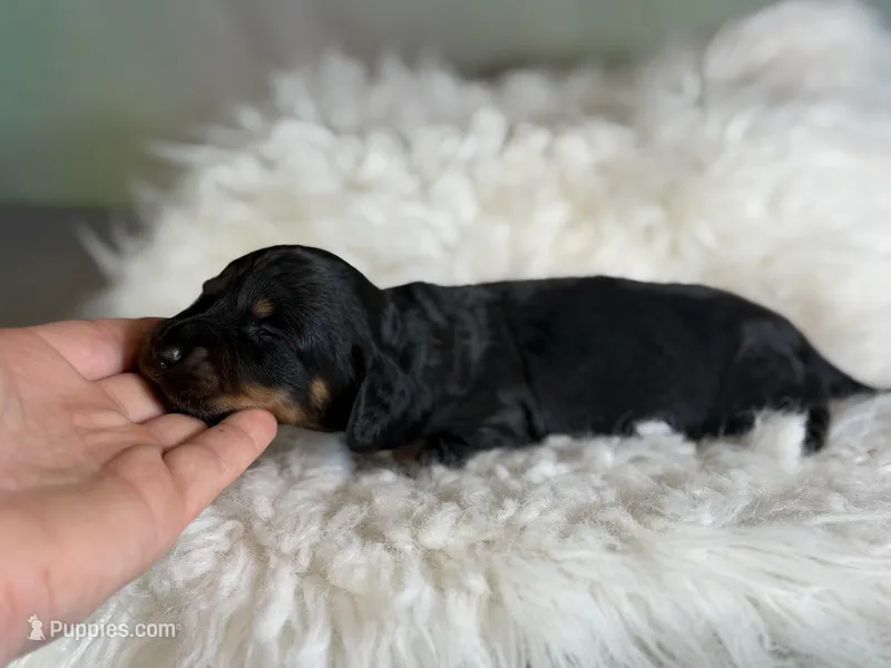 Paco LH CHIC parents  – Miniature Dachshund puppy for sale in Canton, OH