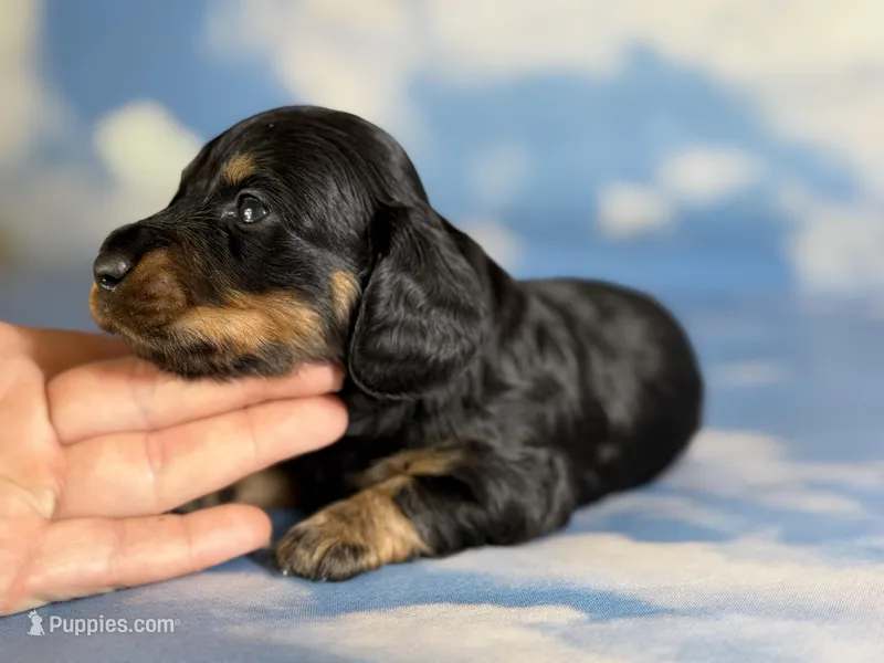 Paco LH CHIC parents  – Miniature Dachshund puppy for sale in Canton, OH
