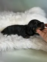 Paco LH CHIC parents , a male Miniature Dachshund for sale in Canton, OH – Photo 3 of 8