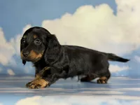 Paco LH CHIC parents , a male Miniature Dachshund for sale in Canton, OH – 9 of 9