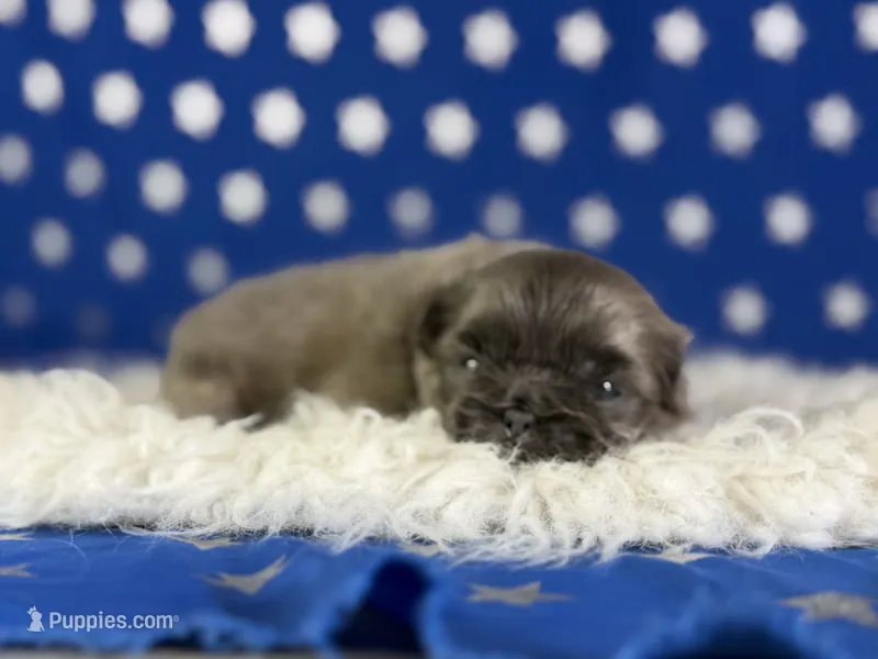 Akc Blue boy DNA OFA  – Pekingese puppy for sale in Canton, OH