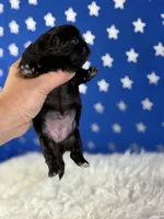 Akc Phoenix DNA OFA GC sired , a female Pekingese for sale in Canton, OH – 6 of 8