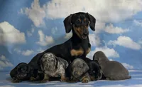 Akc Primrose SH blue and tan DNA OFA , a female Miniature Dachshund for sale in Canton, OH – 6 of 7