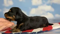 Akc petunia LH DNA OFA, a female Miniature Dachshund for sale in Canton, OH – 5 of 6