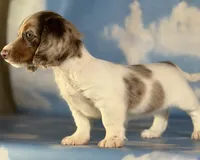 Akc marigold-PRA clear , a female Miniature Dachshund for sale in East Sparta, OH – 4 of 6