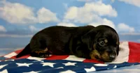Akc poppy SH DNA OFA , a female Miniature Dachshund for sale in Canton, OH – 3 of 6