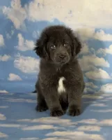 Phoebe DNA OFA Gray , a female Newfoundland for sale in Canton, OH – 6 of 9