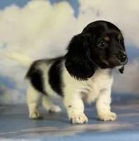 Akc Mandy PRA clear , a female Miniature Dachshund for sale in East Sparta, OH – 5 of 5