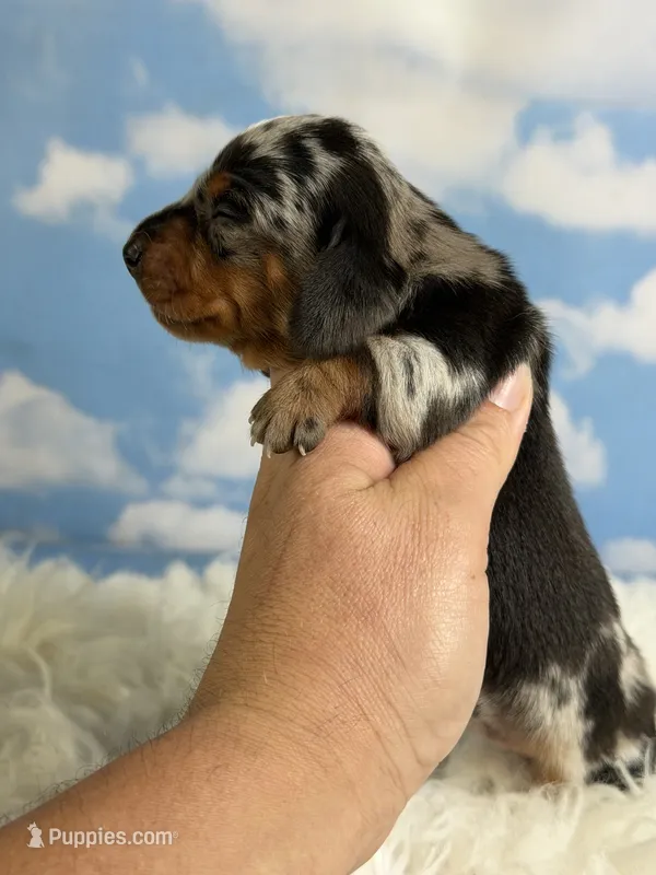 AKC Francesca SH Dappled Chic and DNA parents  – Miniature Dachshund puppy for sale in Canton, OH