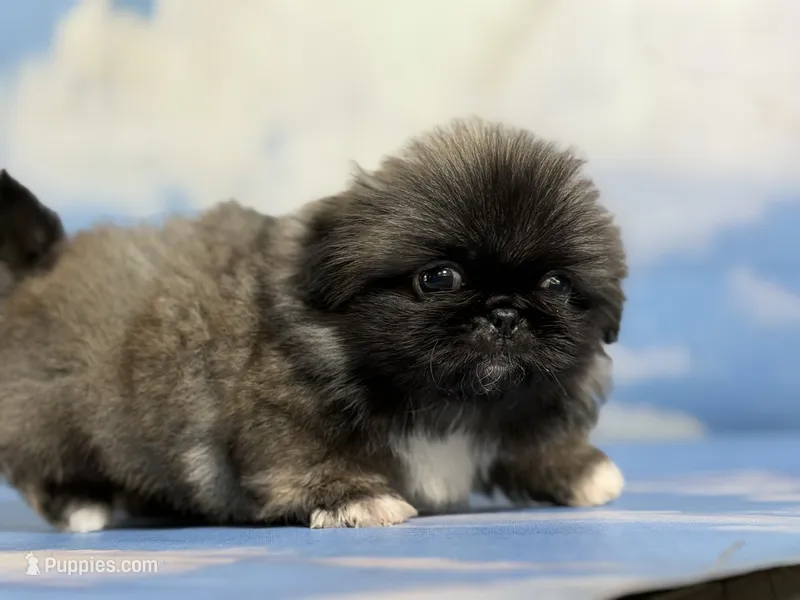 Akc Piper DNA OFA GC sired – Pekingese puppy for sale in East Sparta, OH