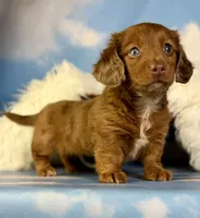 ACA Cassie one blue eye red dappled LH parents are chic and DNA clear , a female Miniature Dachshund for sale in East Sparta, OH – 8 of 10