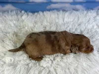 Aca Carlo red Dappled LH chic and PRA clear , a male Miniature Dachshund for sale in Canton, OH – 8 of 9