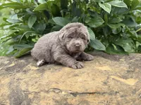 Puba DNA OFA, a male Newfoundland for sale in Canton, OH – 4 of 5