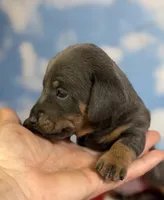 Akc piston blue and tan SH DNA OFA , a male Miniature Dachshund for sale in Canton, OH – 2 of 7