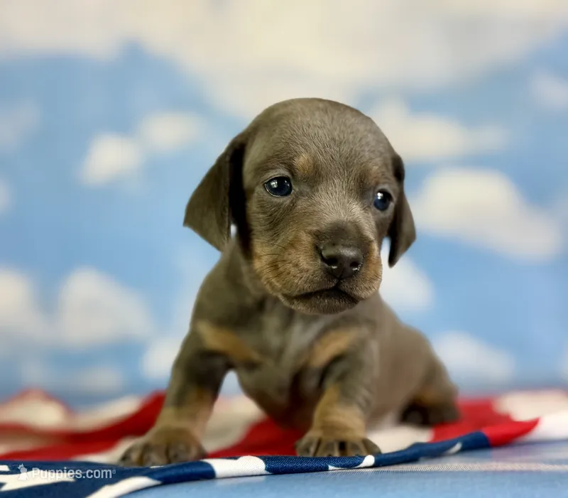Akc Primrose SH blue and tan DNA OFA  – Miniature Dachshund puppy for sale in Canton, OH