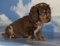 Akc DNA clear LH Picasso, a male Miniature Dachshund for sale in Canton, OH – Photo 3 of 7