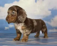 Akc DNA clear LH Picasso, a male Miniature Dachshund for sale in Canton, OH – Photo 2 of 7