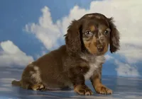 Akc DNA clear LH Picasso, a male Miniature Dachshund for sale in Canton, OH – Photo 5 of 7