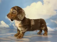 Akc DNA clear LH Picasso, a male Miniature Dachshund for sale in Canton, OH – Photo 7 of 7