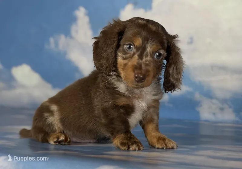 Akc DNA clear LH Picasso – Miniature Dachshund puppy for sale in Canton, OH