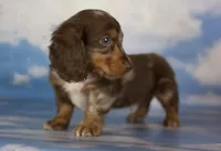 Akc DNA clear LH Picasso, a male Miniature Dachshund for sale in Canton, OH – Photo 4 of 7