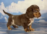 Akc DNA clear LH Picasso, a male Miniature Dachshund for sale in Canton, OH – Photo 6 of 7