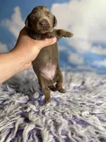 Aca Lotus LH DNA clear chic parents Isabella and tan , a female Miniature Dachshund for sale in Canton, OH – Photo 6 of 7