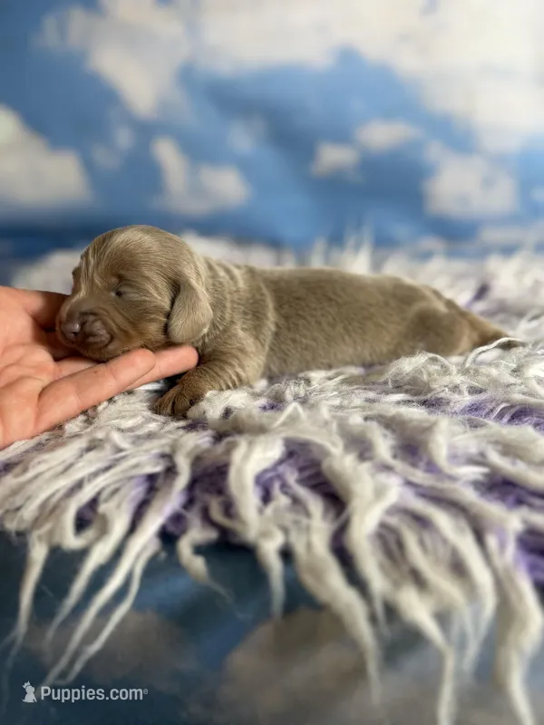 Aca Lotus LH DNA clear chic parents Isabella and tan  – Miniature Dachshund puppy for sale in Canton, OH