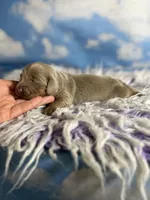 Aca Lotus LH DNA clear chic parents Isabella and tan , a female Miniature Dachshund for sale in Canton, OH – Photo 1 of 7
