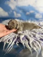 Aca Lotus LH DNA clear chic parents Isabella and tan , a female Miniature Dachshund for sale in Canton, OH – Photo 5 of 7