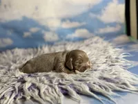 Aca Lotus LH DNA clear chic parents Isabella and tan , a female Miniature Dachshund for sale in Canton, OH – Photo 7 of 7