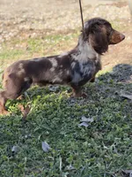 Aca Lotus LH DNA clear chic parents Isabella and tan , a female Miniature Dachshund for sale in Canton, OH – Photo 4 of 7