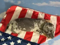 AKC pixel SH DNA OFA, a male Miniature Dachshund for sale in Canton, OH – 3 of 5